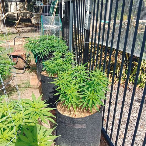 Dorman Lights #4 growlog photo: Progress