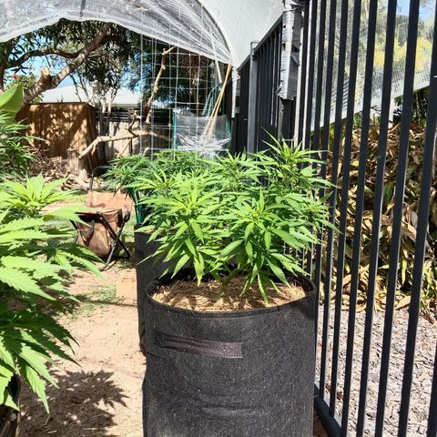 Dorman Lights #4 growlog photo: Progress