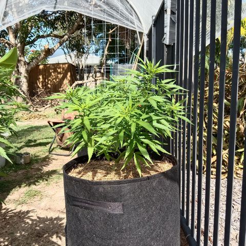 Dorman Lights #4 growlog photo: Progress