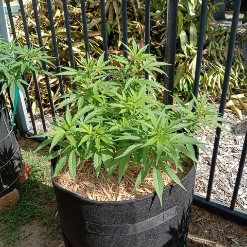 Dorman Lights #4 growlog photo: Progress