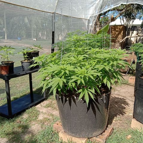 Doorman Lights #3 growlog photo: Progress