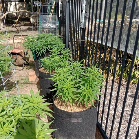 Dorman Lights #4 growlog photo: Progress