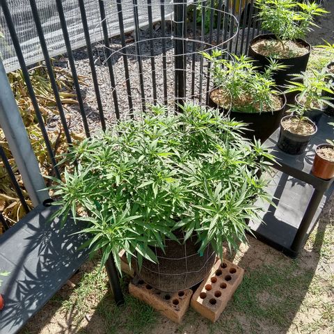 Doorman Lights #1 growlog photo: Progress