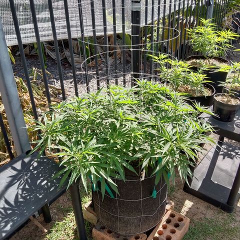 Doorman Lights #1 growlog photo: Progress