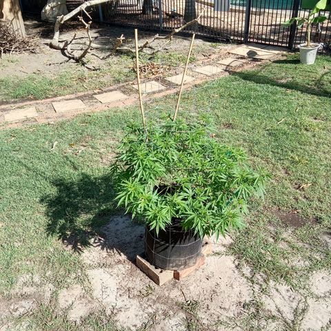 Doorman Lights #2 growlog photo: Progress
