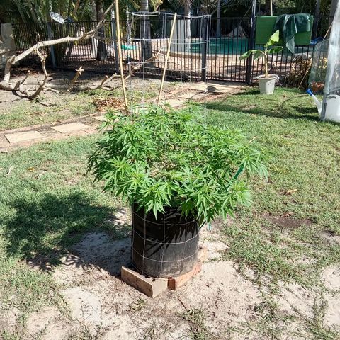 Doorman Lights #2 growlog photo: Progress