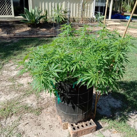 Doorman Lights #2 growlog photo: Progress
