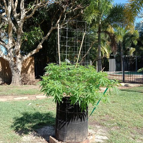 Doorman Lights #2 growlog photo: Progress
