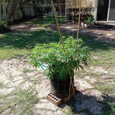 Doorman Lights #2 growlog photo: Progress
