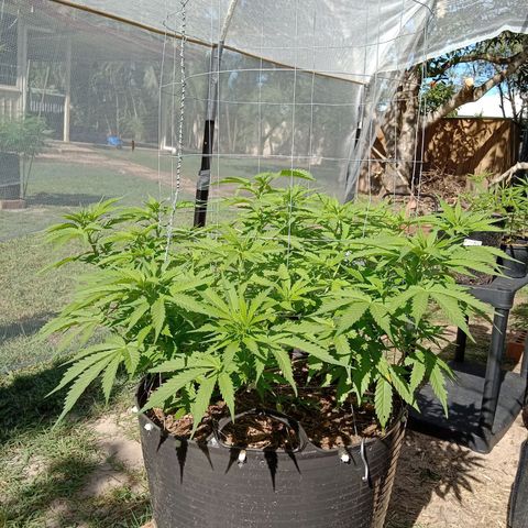 Doorman Lights #3 growlog photo: Progress