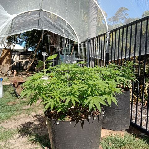 Doorman Lights #3 growlog photo: Progress