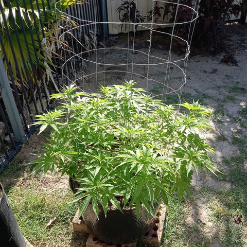 Doorman Lights #3 growlog photo: Progress