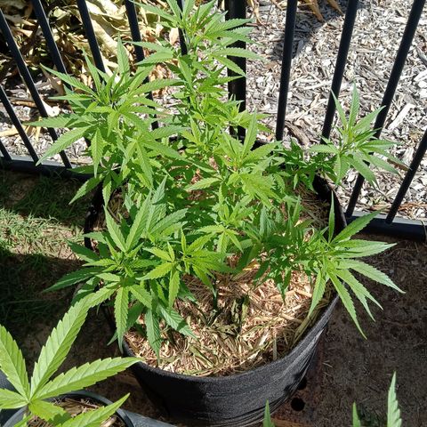 Doorman Lights #5 growlog photo: Progress