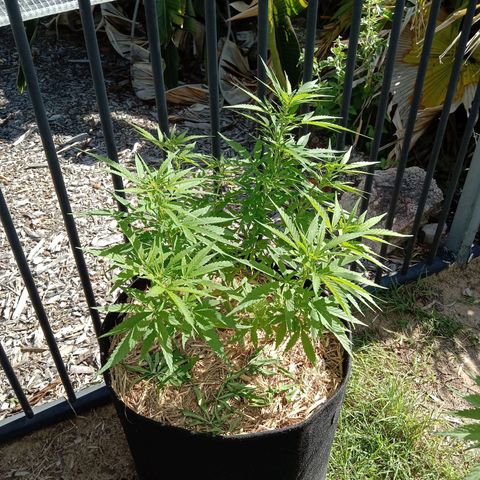Dorman Lights #4 growlog photo: Progress