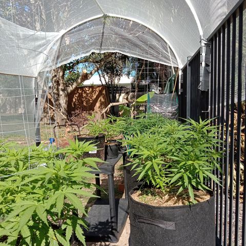 Dorman Lights #4 growlog photo: Progress