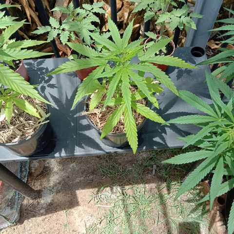 Cornish Kush #2 growlog photo: Progress