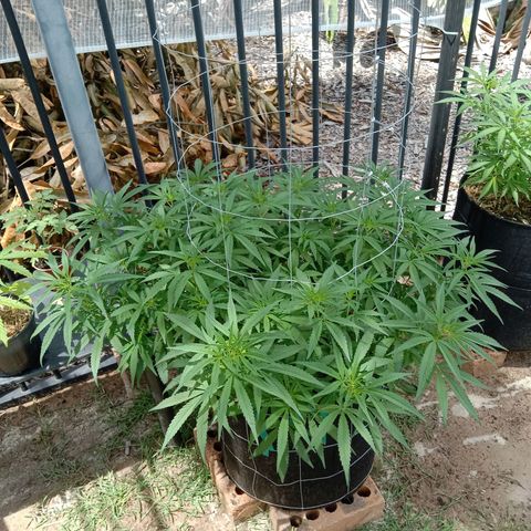 Doorman Lights #1 growlog photo: Progress