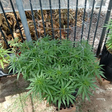 Doorman Lights #1 growlog photo: Progress