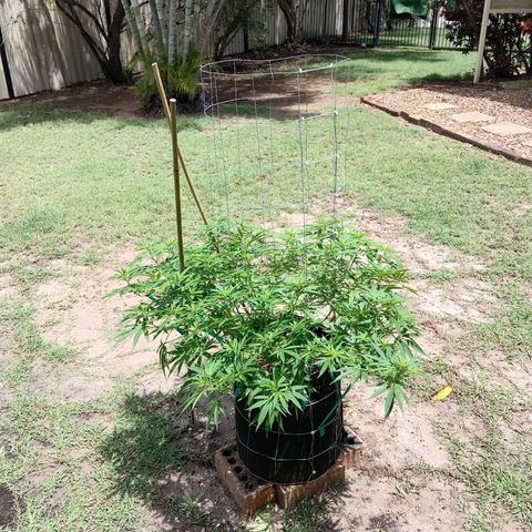 Doorman Lights #2 growlog photo: Progress