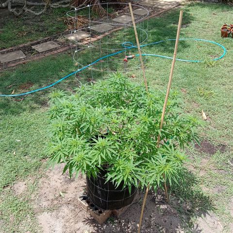 Doorman Lights #2 growlog photo: Progress