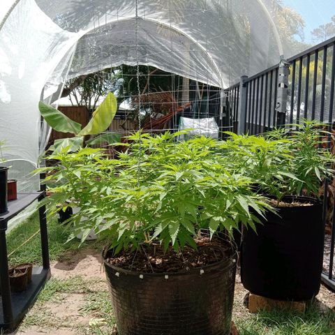 Doorman Lights #3 growlog photo: Progress