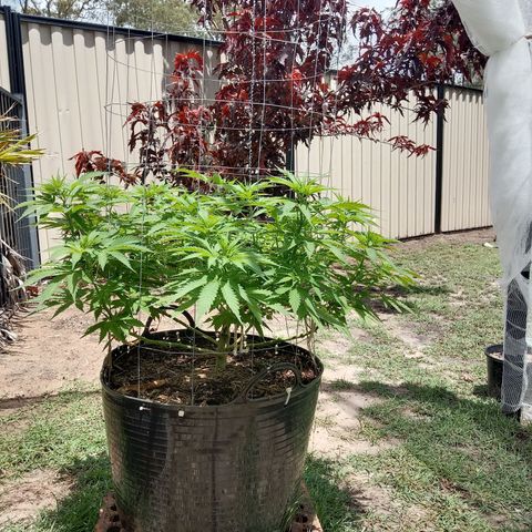Doorman Lights #3 growlog photo: Progress