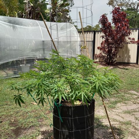 Doorman Lights #2 growlog photo: Progress