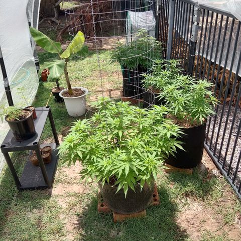 Doorman Lights #3 growlog photo: Progress