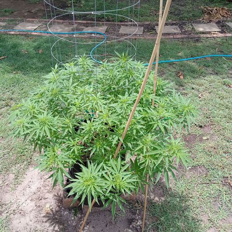 Doorman Lights #2 growlog photo: Progress