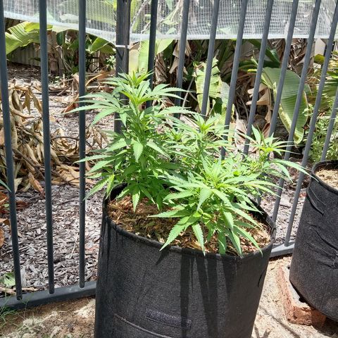 Doorman Lights #5 growlog photo: Progress