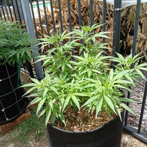 Doorman Lights #5 growlog photo: Progress