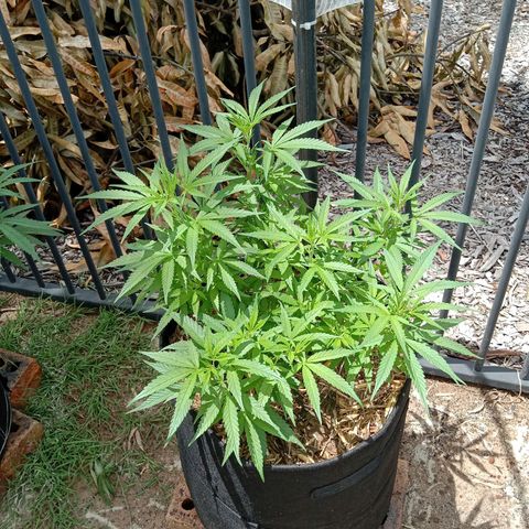 Doorman Lights #5 growlog photo: Progress