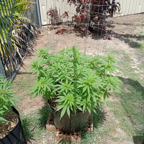 Doorman Lights #3 growlog photo: Progress