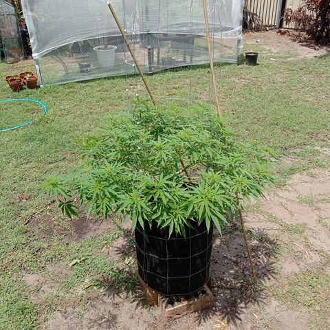 Doorman Lights #2 growlog photo: Progress