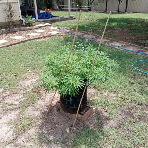 Doorman Lights #2 growlog photo: Progress