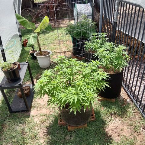 Doorman Lights #3 growlog photo: Progress