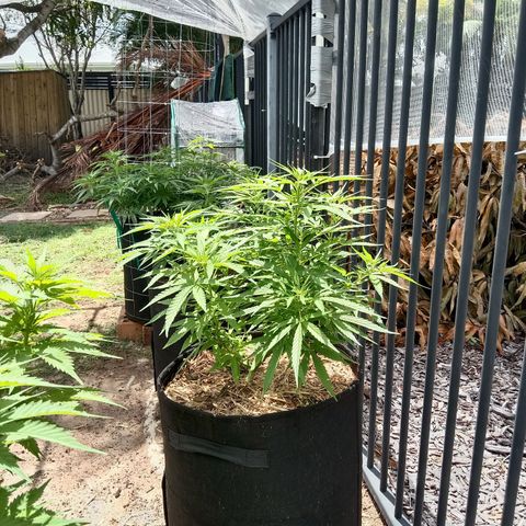 Dorman Lights #4 growlog photo: Progress