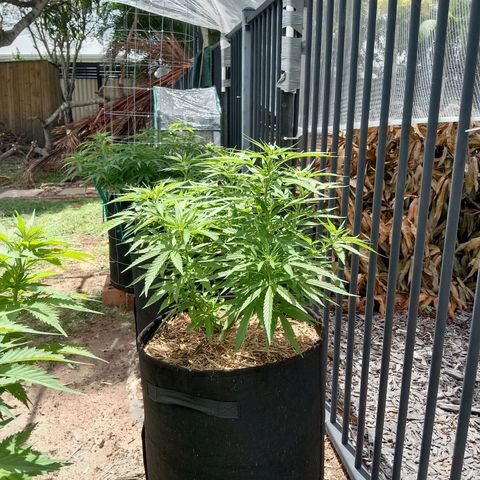 Dorman Lights #4 growlog photo: Progress
