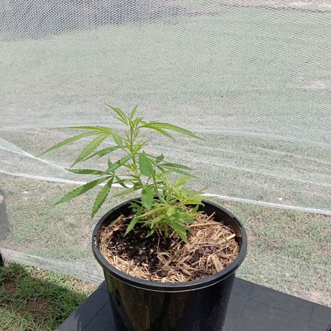 Shelly Strain #1 growlog photo: Progress