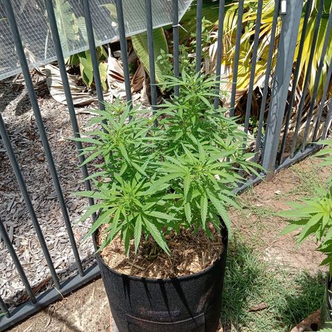 Dorman Lights #4 growlog photo: Progress
