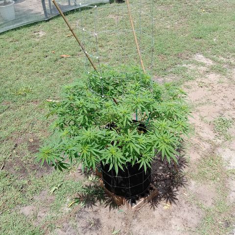Doorman Lights #2 growlog photo: Progress