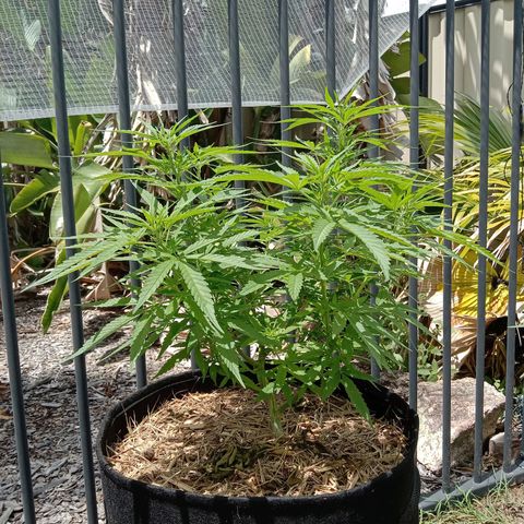 Dorman Lights #4 growlog photo: Progress