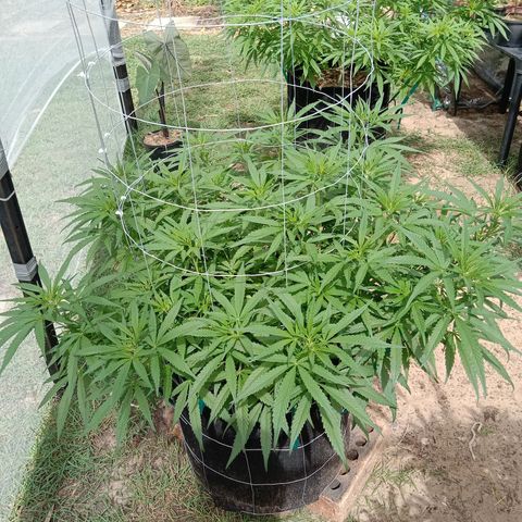 Doorman Lights #1 growlog photo: Progress