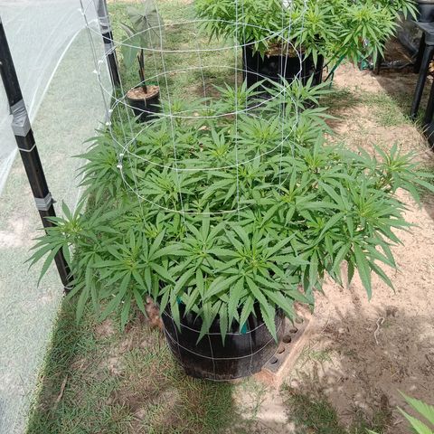 Doorman Lights #1 growlog photo: Progress