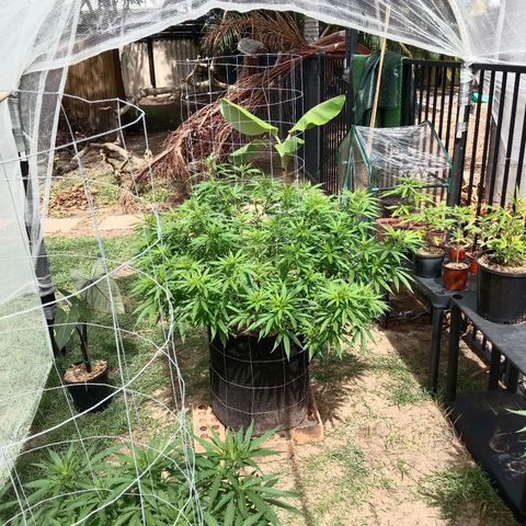 Doorman Lights #2 growlog photo: Progress