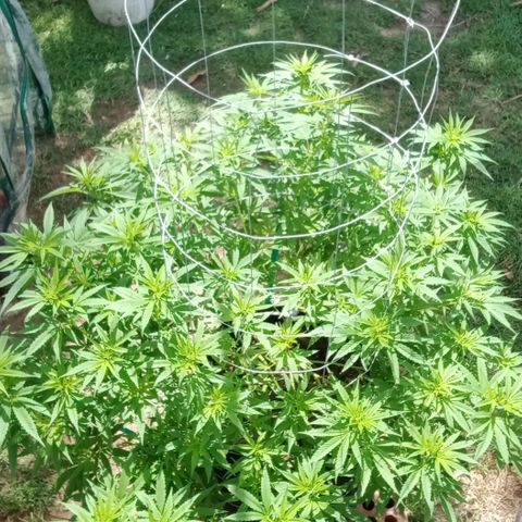 Doorman Lights #2 growlog photo: Progress