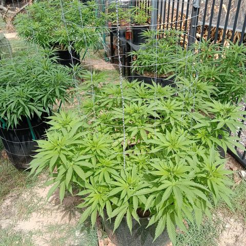 Doorman Lights #3 growlog photo: Progress