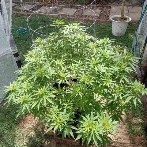 Doorman Lights #2 growlog photo: Progress