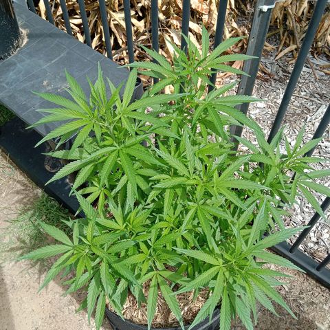 Doorman Lights #5 growlog photo: Progress