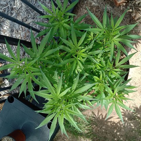 Doorman Lights #5 growlog photo: Progress